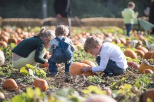 tulleys farm pumpkin patches