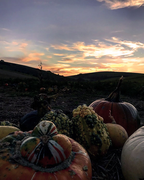 sussex pumpkin patches