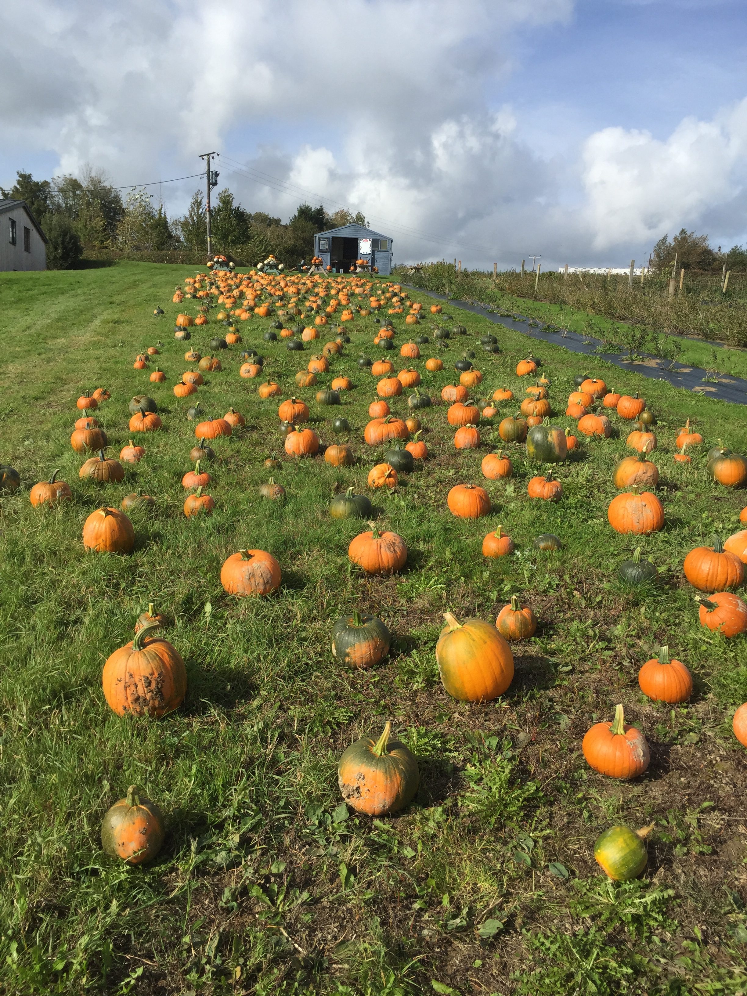 Sussex Pumpkin Patches