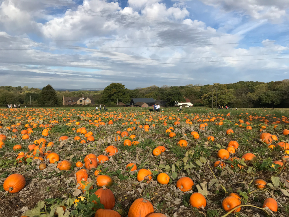 tulleys pumpkin patch