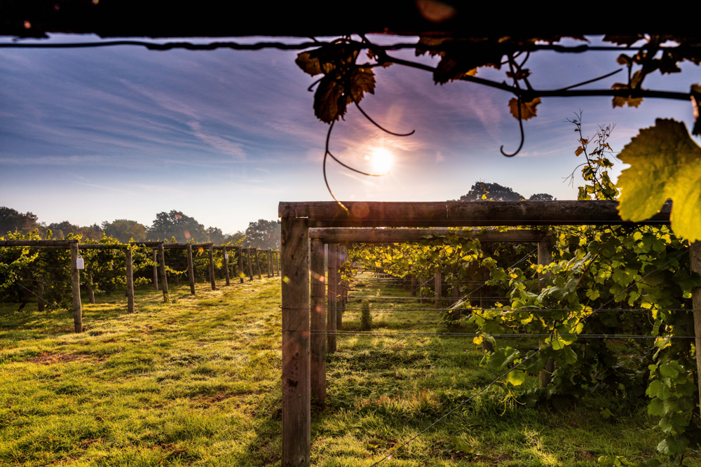 bolney wine estate sussex