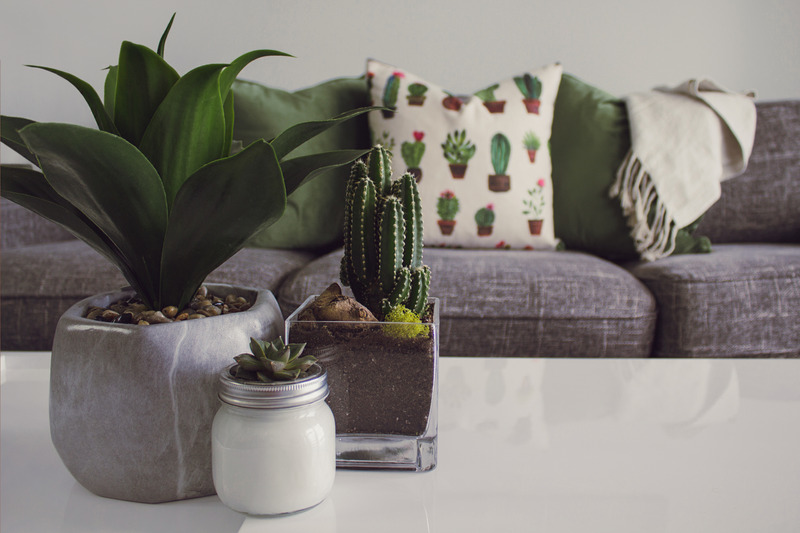 plants on the table