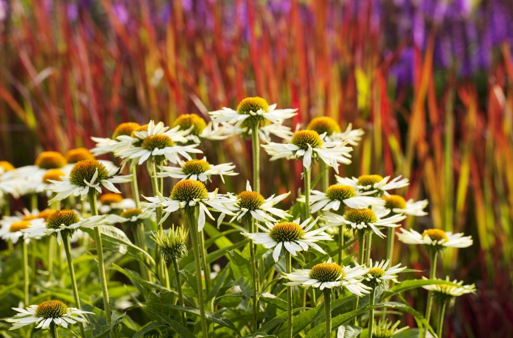 sussex prairie gardens