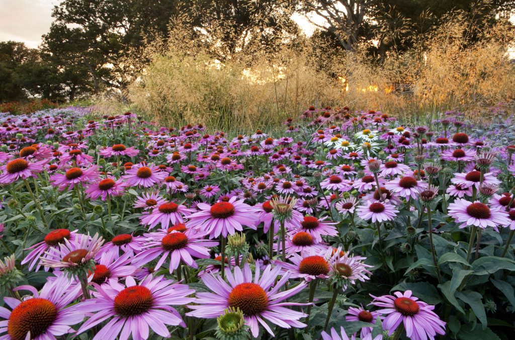 sussex prairie gardens