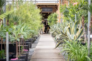 architectural plants pulborough