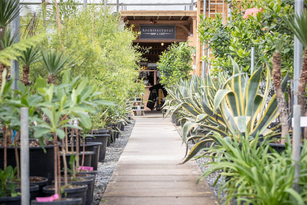 architectural plants pulborough