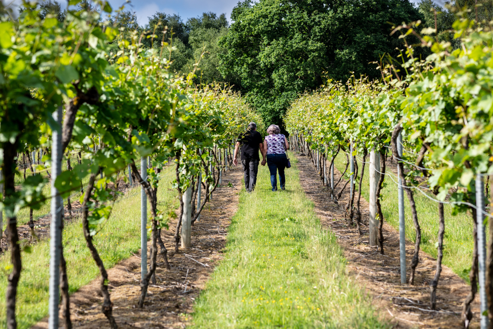 bolney vineyard in autumn