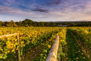 bolney vineyard tour