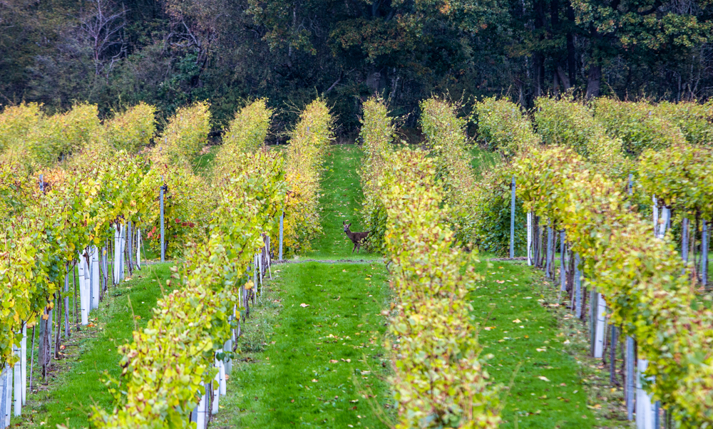 sussex vineyard