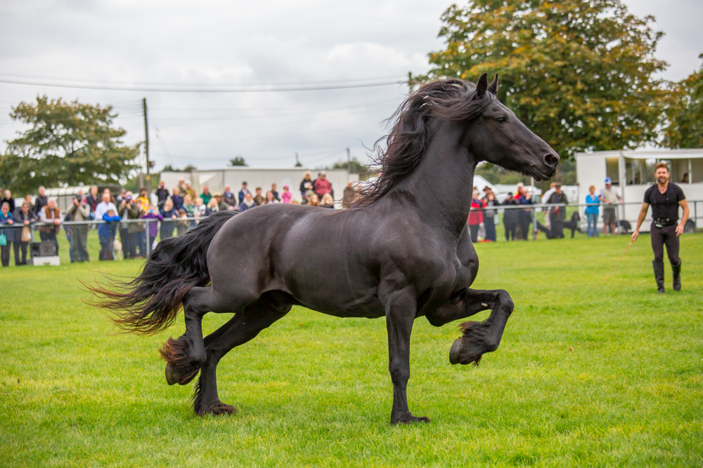 autumn show & game fair