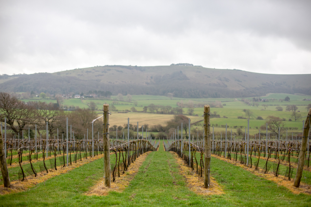 Poynings Vineyard Sussex