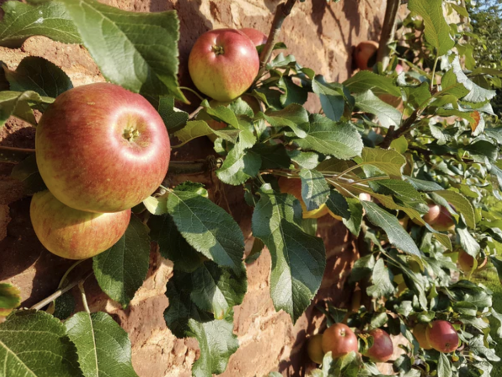 apple cider vinegar