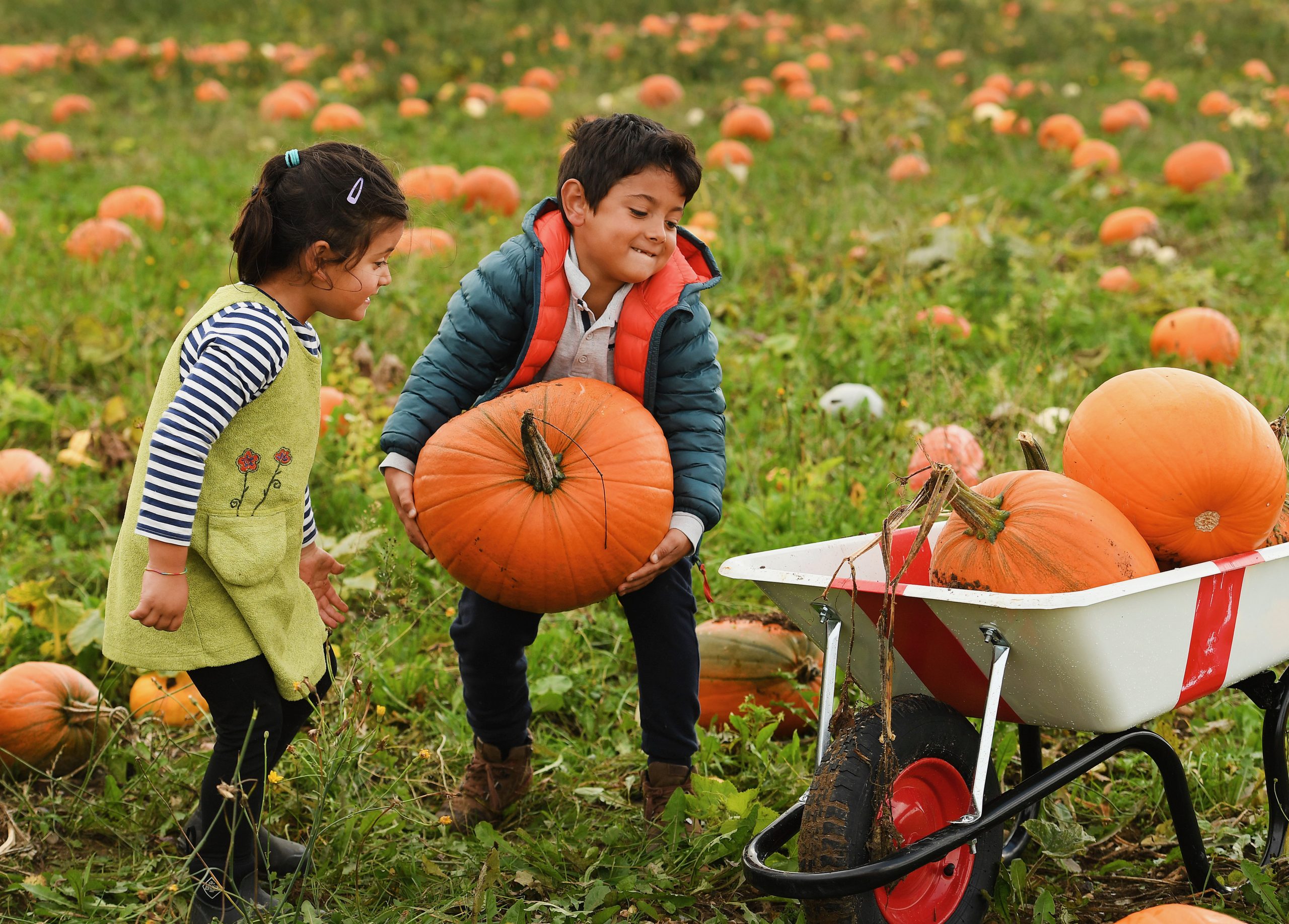 Pumpkin picking Lewes